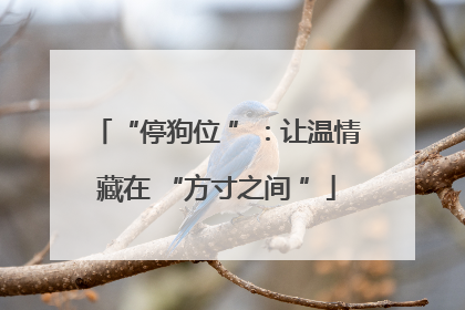 “停狗位 ”：让温情藏在 “方寸之间 ”