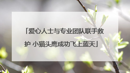 爱心人士与专业团队联手救护 小猫头鹰成功飞上蓝天