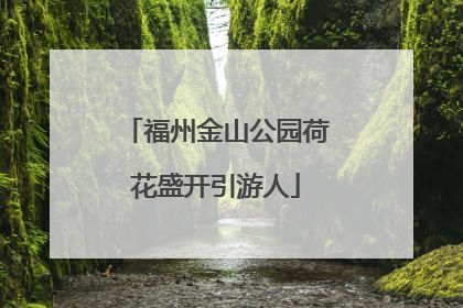 福州金山公园荷花盛开引游人