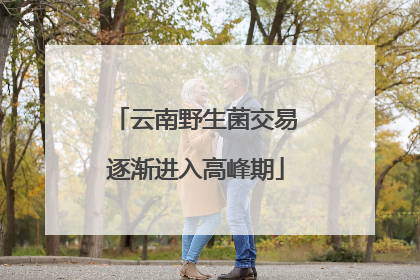 云南野生菌交易逐渐进入高峰期