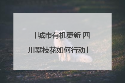 城市有机更新 四川攀枝花如何行动