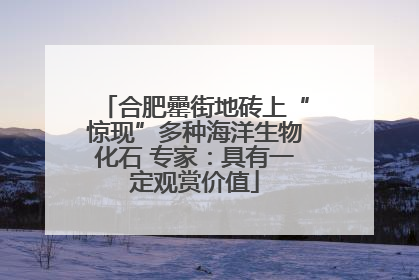 合肥罍街地砖上“惊现”多种海洋生物化石 专家：具有一定观赏价值