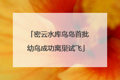密云水库鸟岛首批幼鸟成功离巢试飞