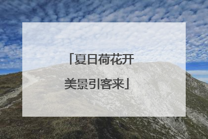 夏日荷花开 美景引客来