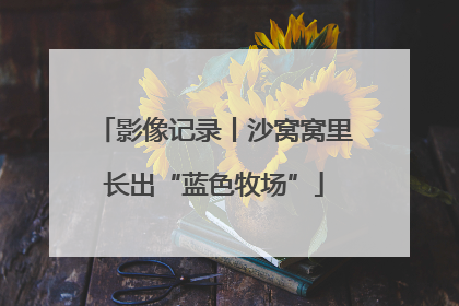 影像记录丨沙窝窝里长出“蓝色牧场”