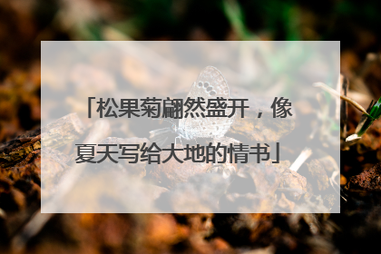 松果菊翩然盛开，像夏天写给大地的情书