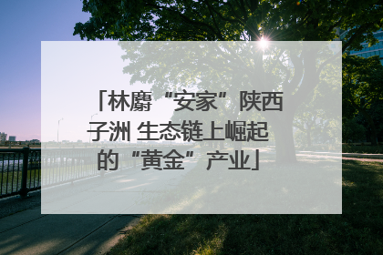 林麝“安家”陕西子洲 生态链上崛起的“黄金”产业