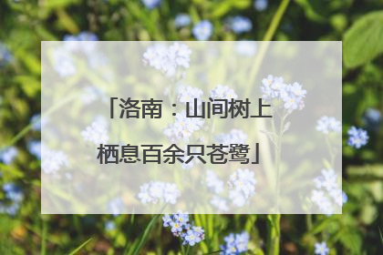 洛南：山间树上栖息百余只苍鹭