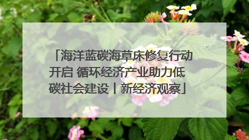 海洋蓝碳海草床修复行动开启 循环经济产业助力低碳社会建设丨新经济观察