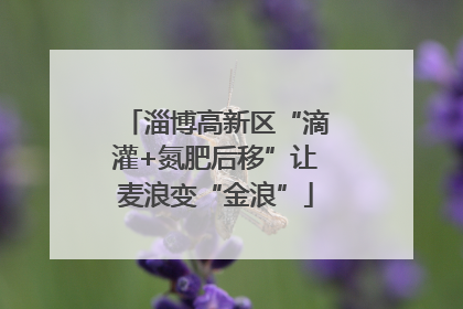 淄博高新区“滴灌+氮肥后移”让麦浪变“金浪”