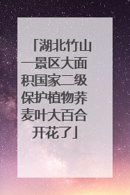 湖北竹山一景区大面积国家二级保护植物荞麦叶大百合开花了
