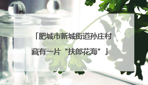 肥城市新城街道孙庄村藏有一片“扶郎花海”