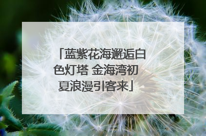 蓝紫花海邂逅白色灯塔 金海湾初夏浪漫引客来