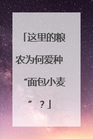 这里的粮农为何爱种“面包小麦”？