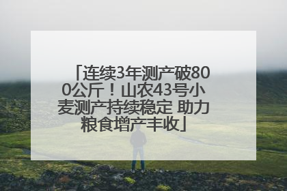 连续3年测产破800公斤！山农43号小麦测产持续稳定 助力粮食增产丰收