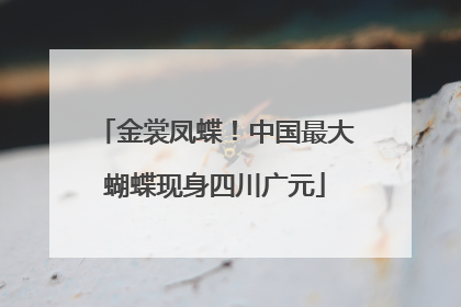 金裳凤蝶！中国最大蝴蝶现身四川广元
