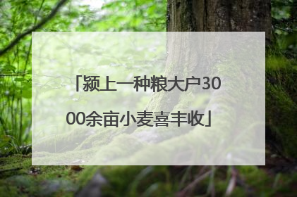 颍上一种粮大户3000余亩小麦喜丰收